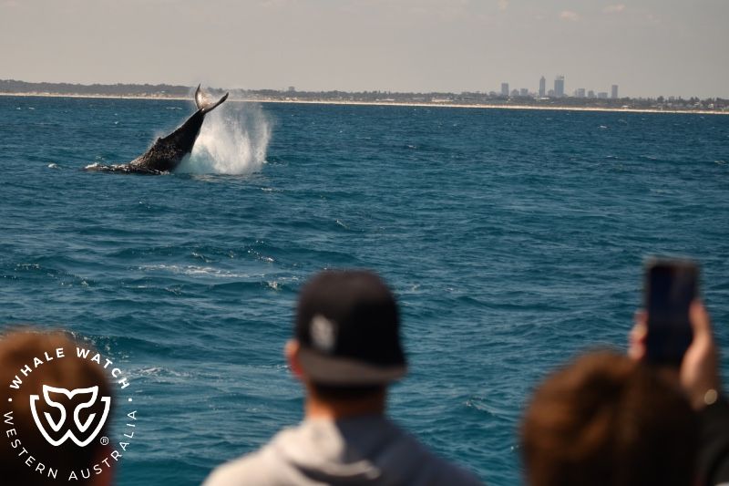 Whale Watch Western Australia