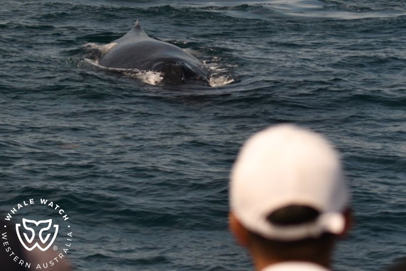 Whale Watch Western Australia