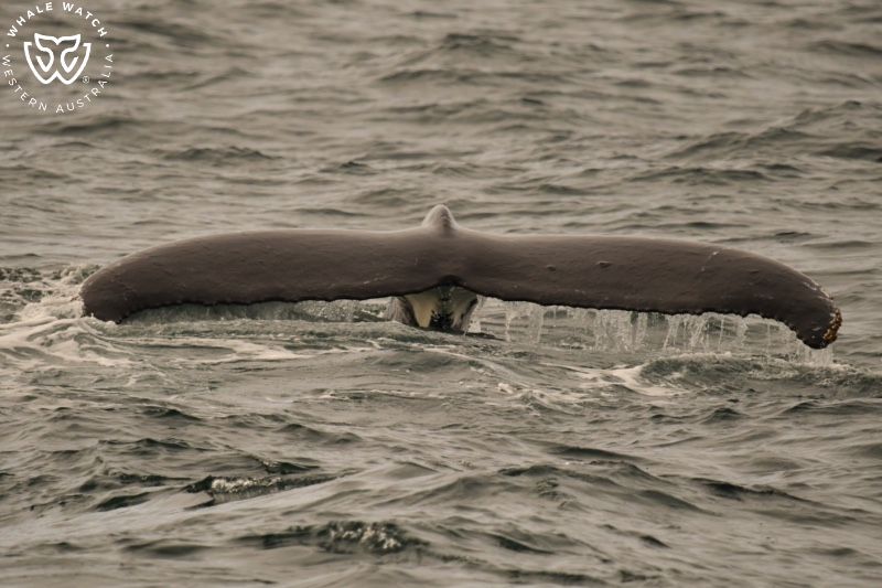 Whale Watch Western Australia