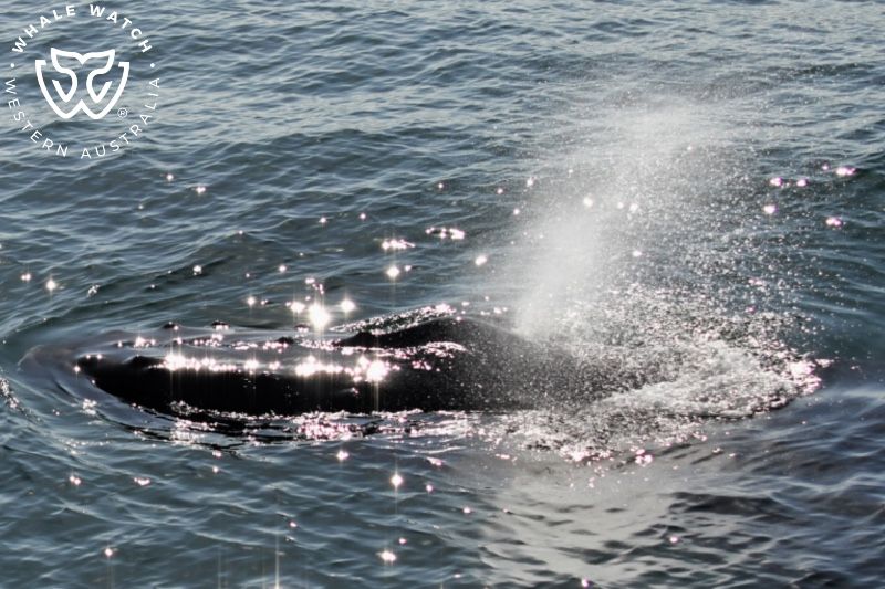 Whale Watch Western Australia
