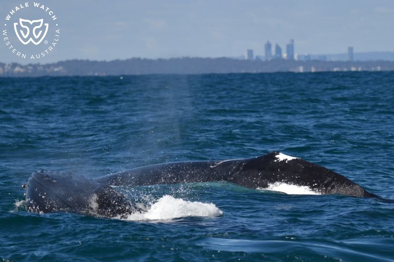 Whale Watch Western Australia