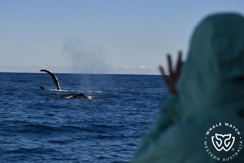 Whale Watch Western Australia
