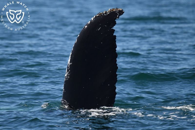 Whale Watch Western Australia