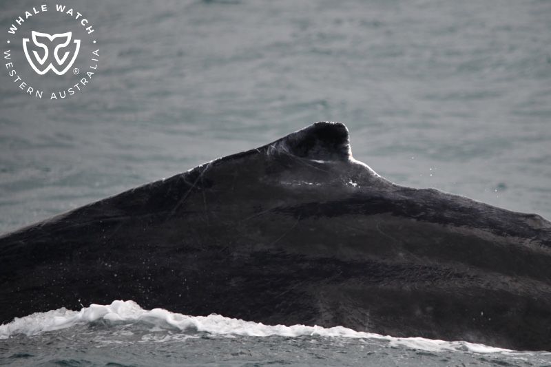 Whale Watch Western Australia