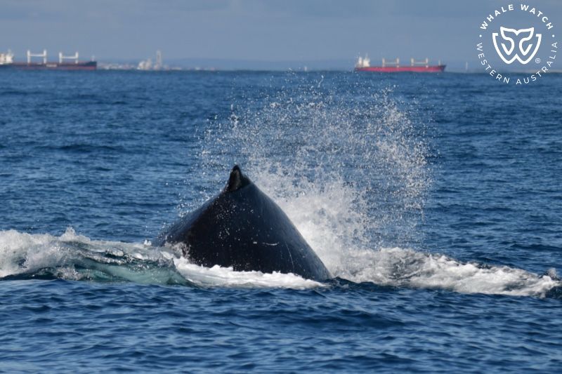Whale Watch Western Australia