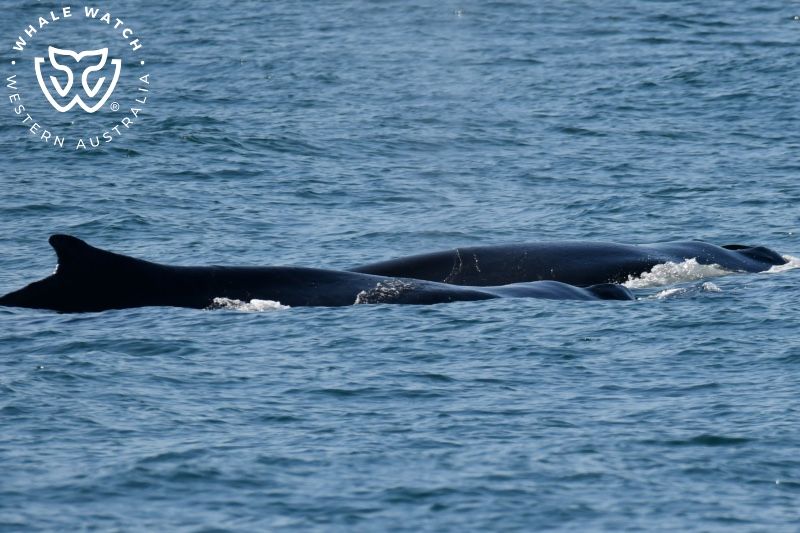 Whale Watch Western Australia