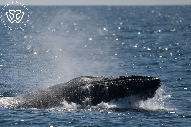 Whale Watch Western Australia