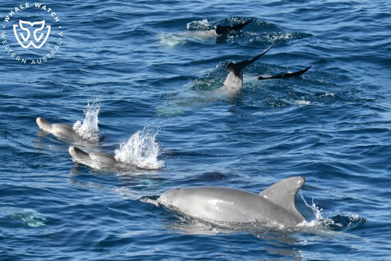Whale Watch Western Australia
