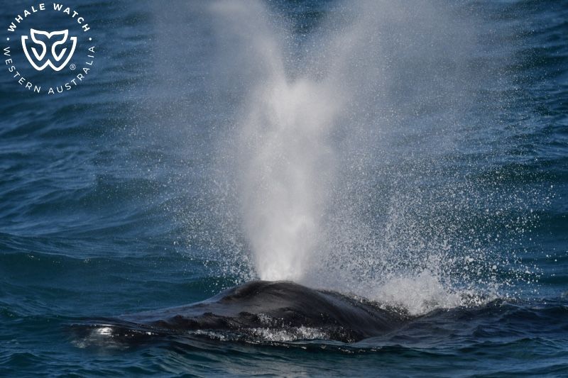 Whale Watch Western Australia