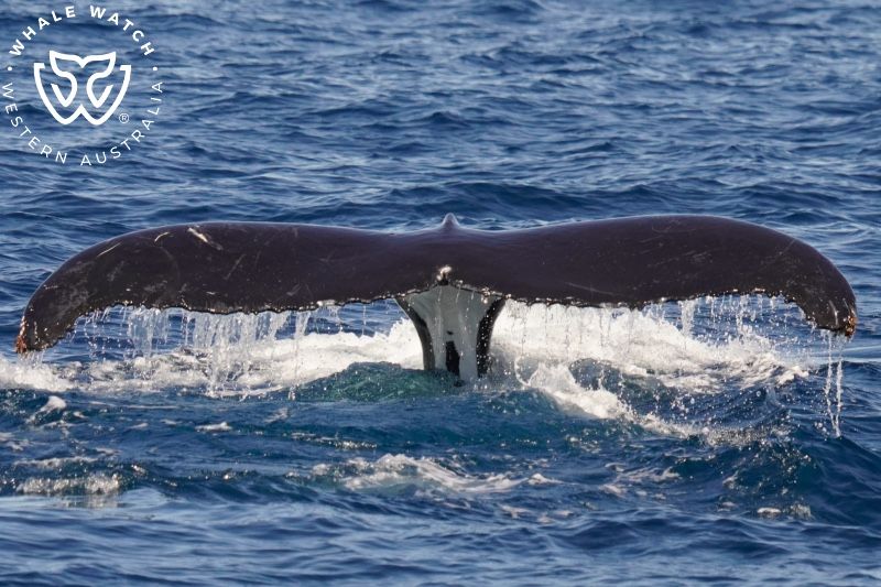 Whale Watch Western Australia