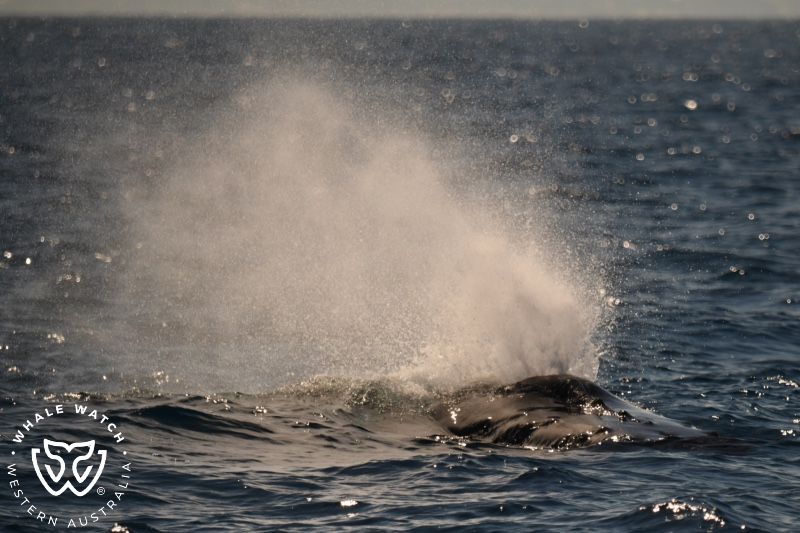 Whale Watch Western Australia