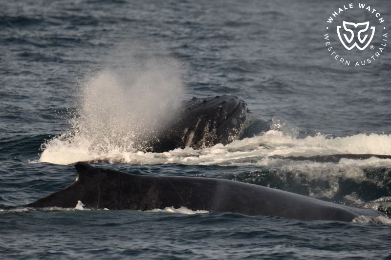 Whale Watch Western Australia