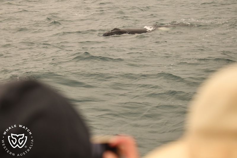 Whale Watch Western Australia