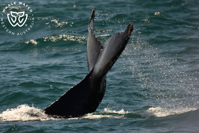 Whale Watch Western Australia