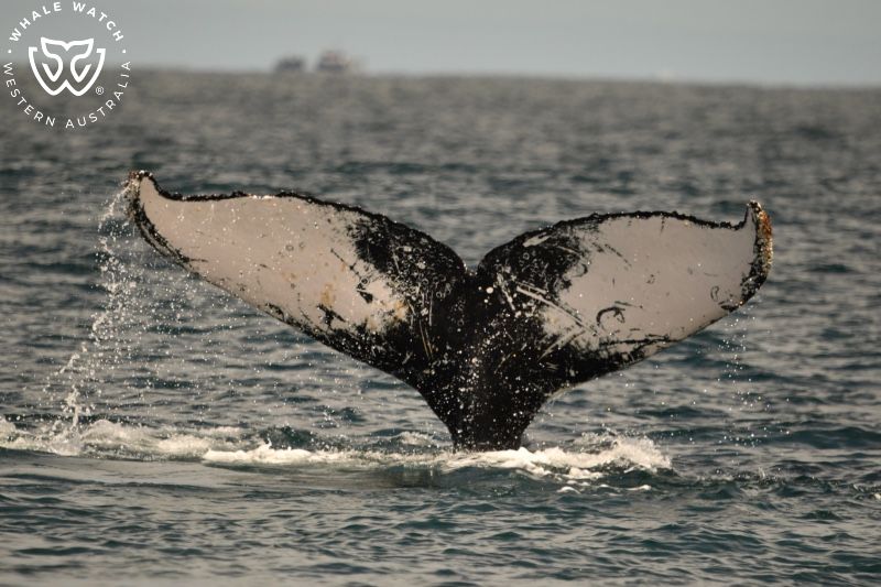 Whale Watch Western Australia
