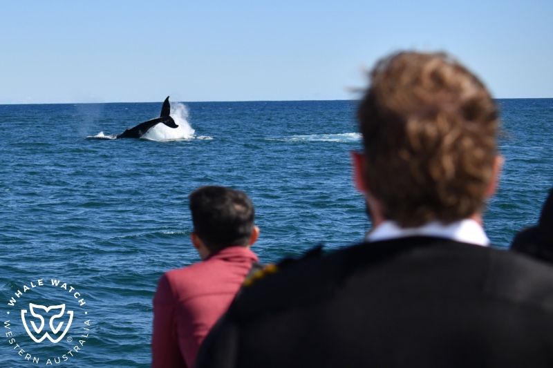 Whale Watch Western Australia
