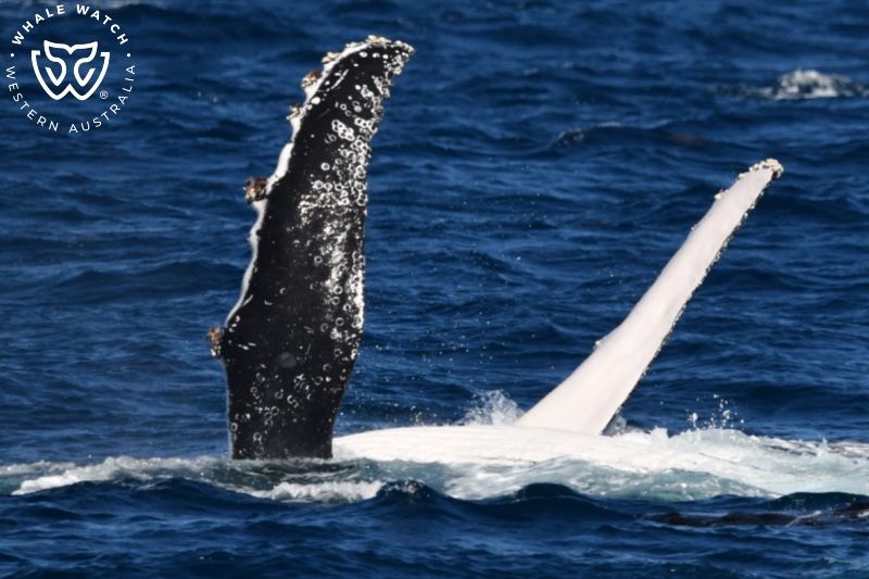 Whale Watch Western Australia