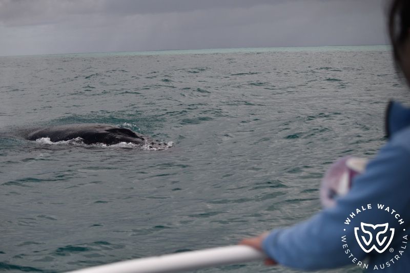 Whale Watch Western Australia