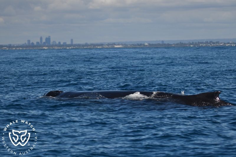 Whale Watch Western Australia