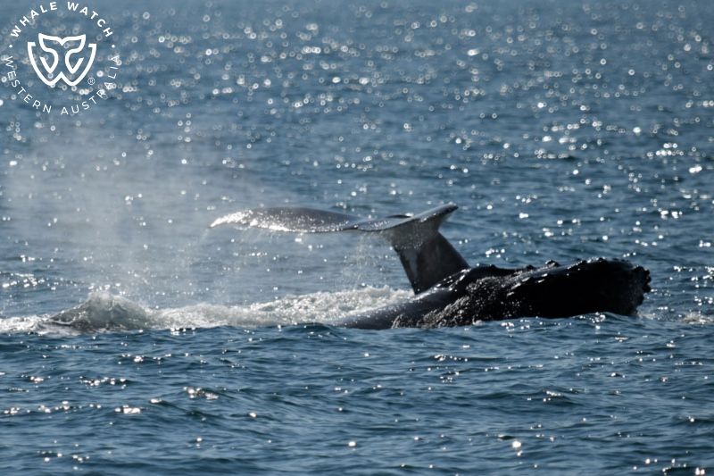 Whale Watch Western Australia