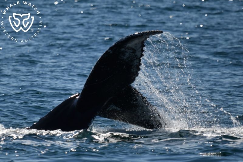Whale Watch Western Australia