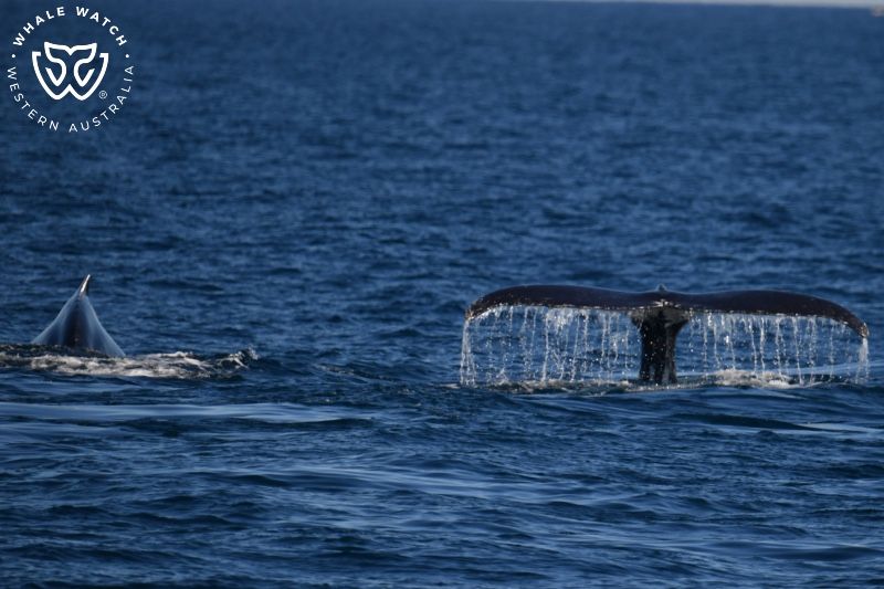 Whale Watch Western Australia