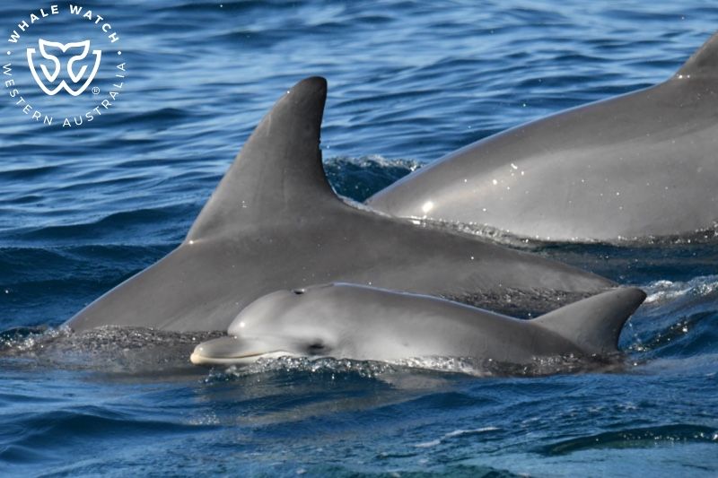 Whale Watch Western Australia