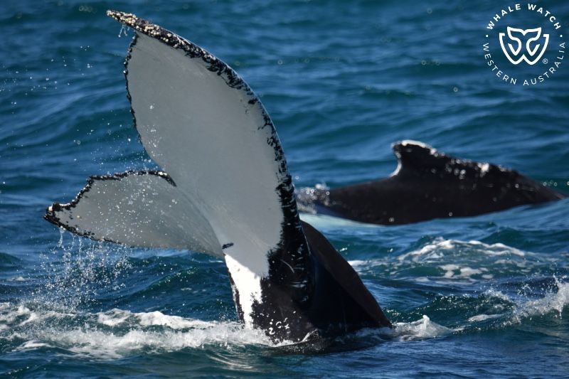 Whale Watch Western Australia