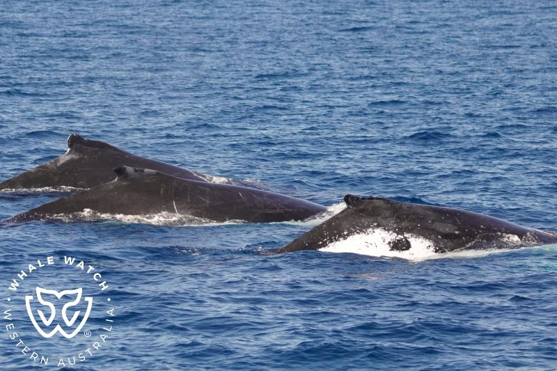 Whale Watch Western Australia