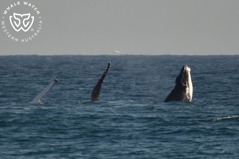 Whale Watch Western Australia