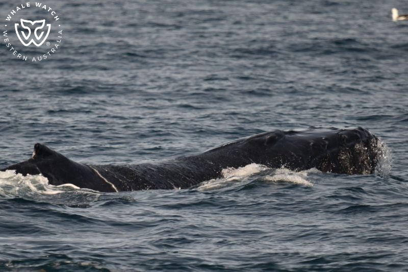 Whale Watch Western Australia