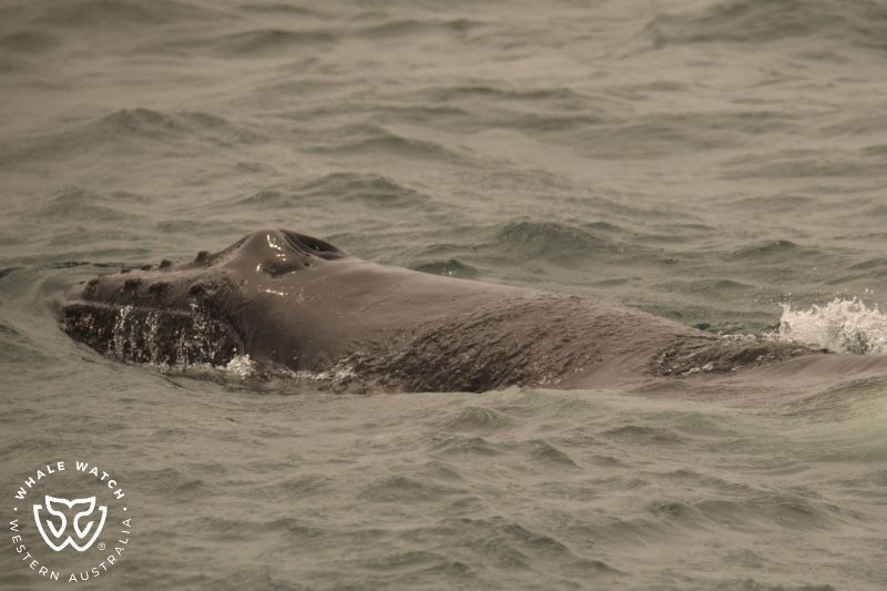 Whale Watch Western Australia