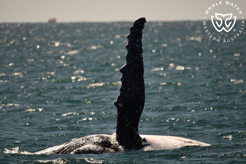 Whale Watch Western Australia