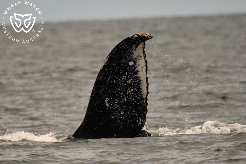 Whale Watch Western Australia