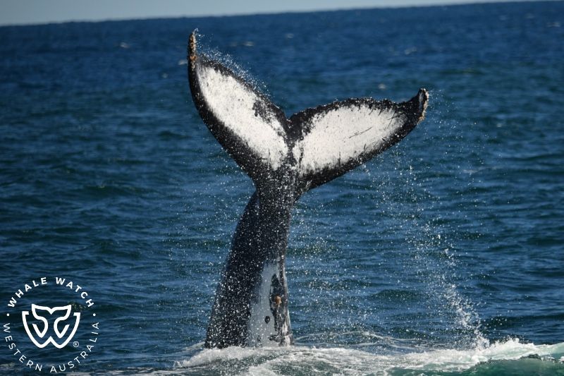 Whale Watch Western Australia