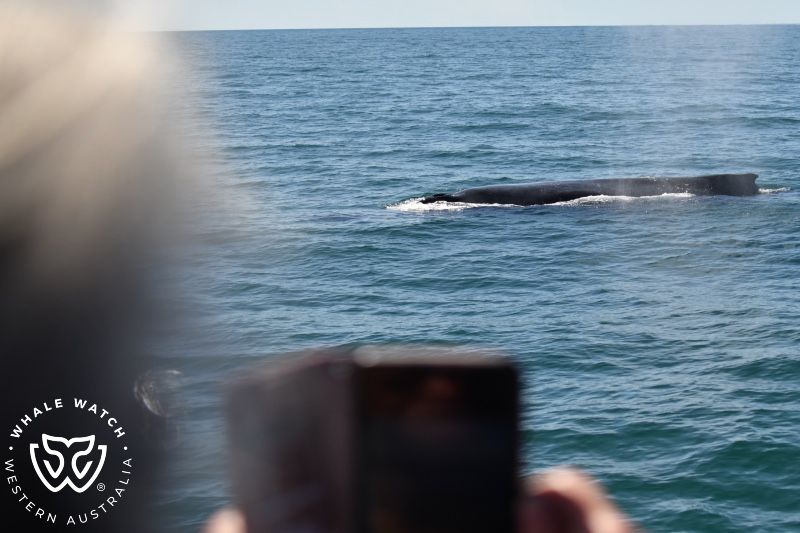 Whale Watch Western Australia