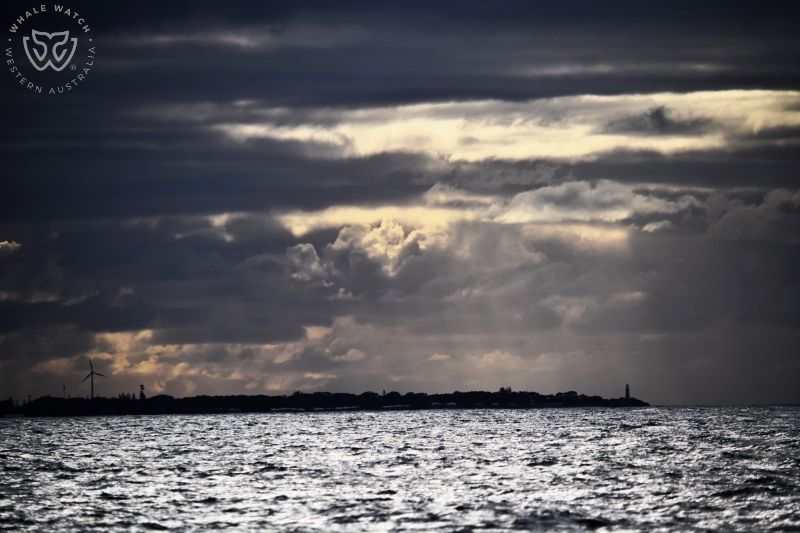 Whale Watch Western Australia
