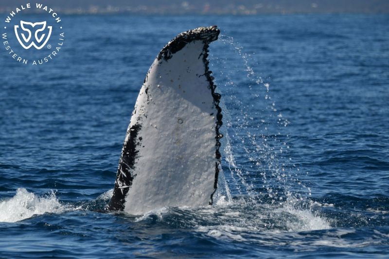 Whale Watch Western Australia