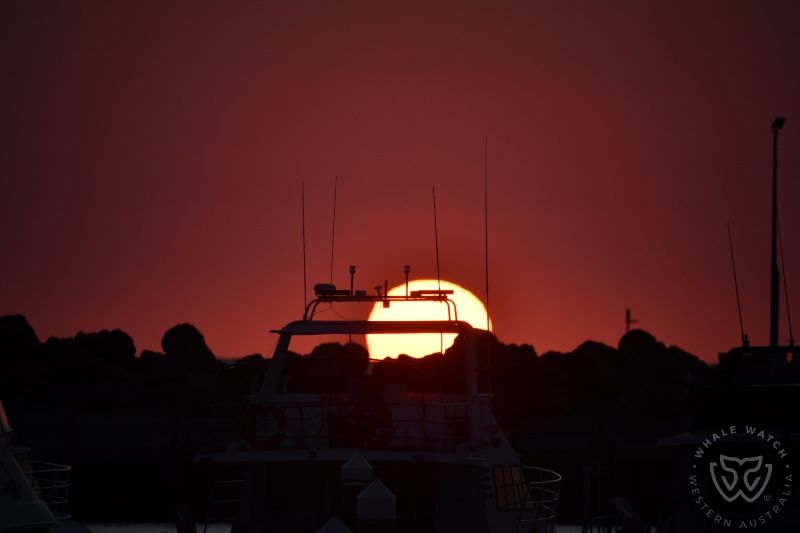 Whale Watch Western Australia
