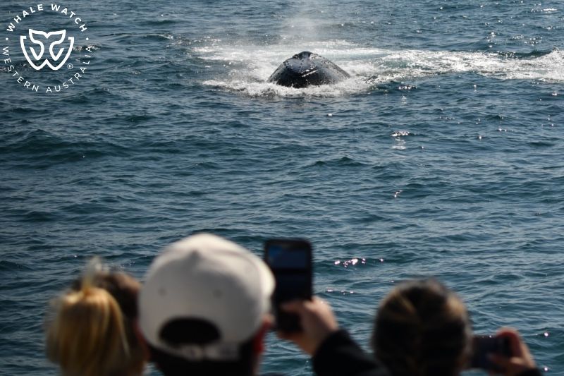 Whale Watch Western Australia