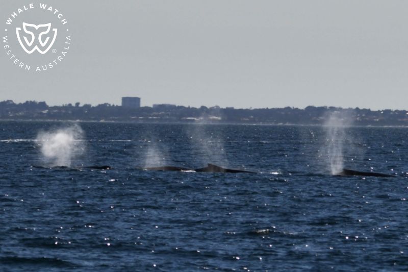 Whale Watch Western Australia