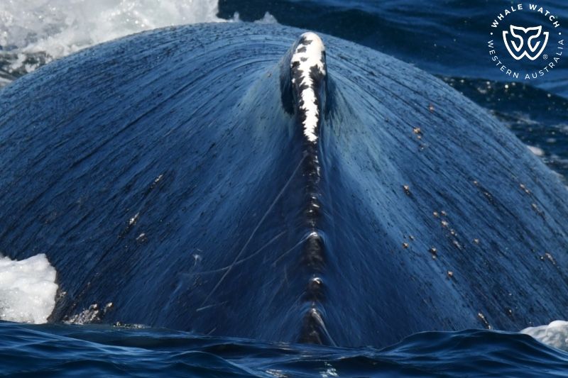 Whale Watch Western Australia