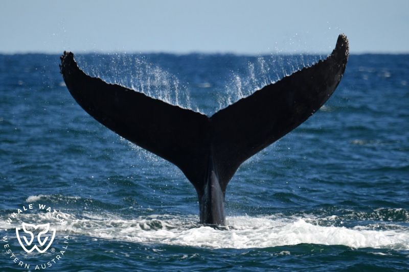 Whale Watch Western Australia