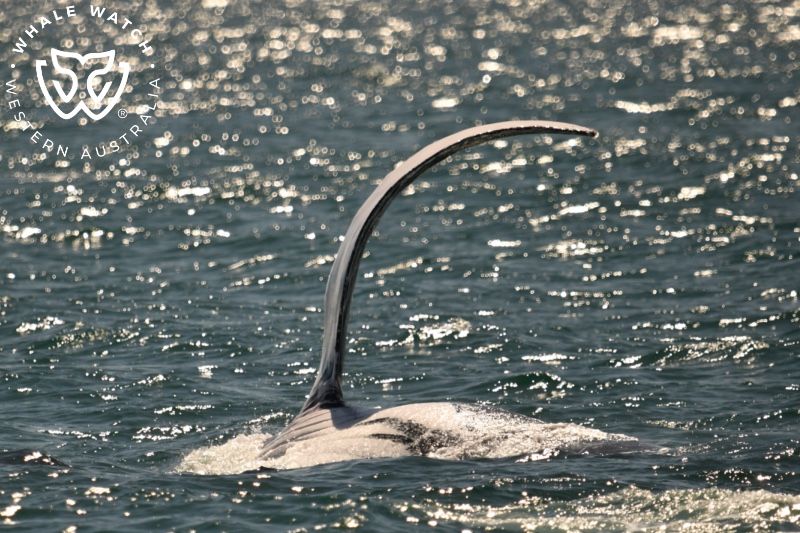 Whale Watch Western Australia