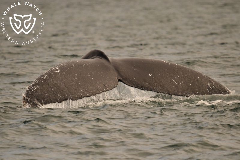 Whale Watch Western Australia