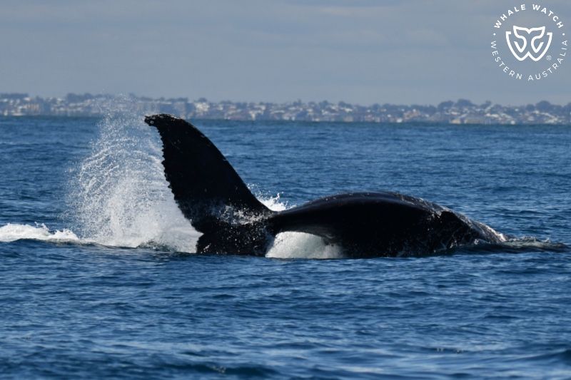 Whale Watch Western Australia
