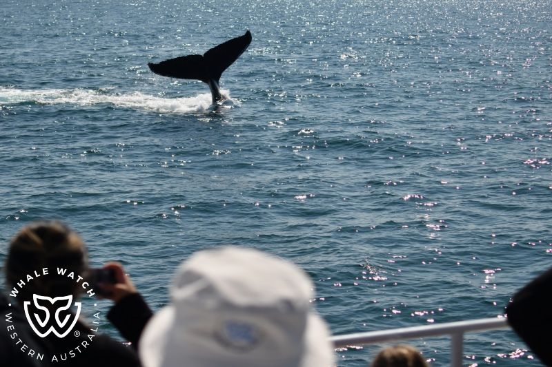 Whale Watch Western Australia