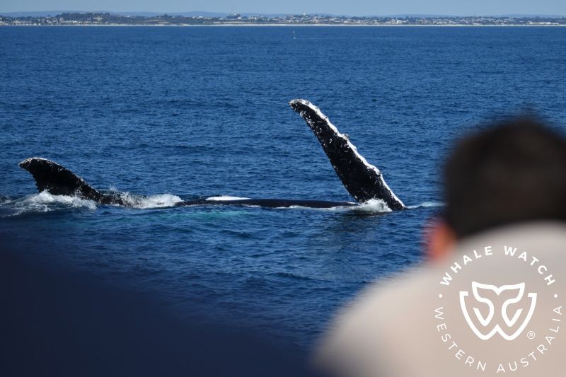 Whale Watch Western Australia