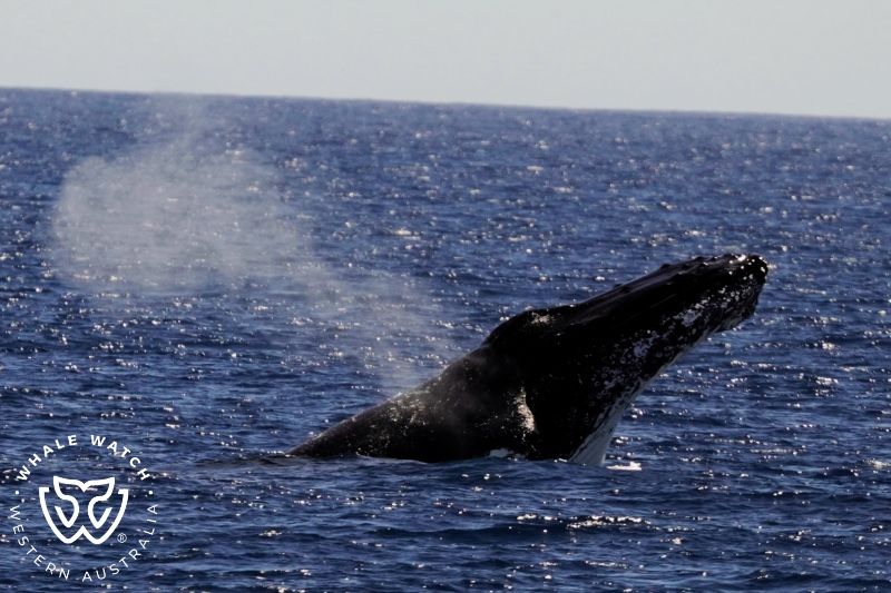 Whale Watch Western Australia