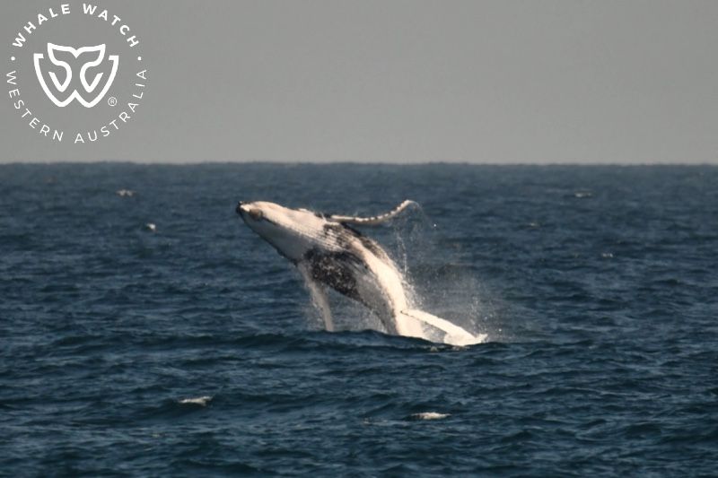 Whale Watch Western Australia
